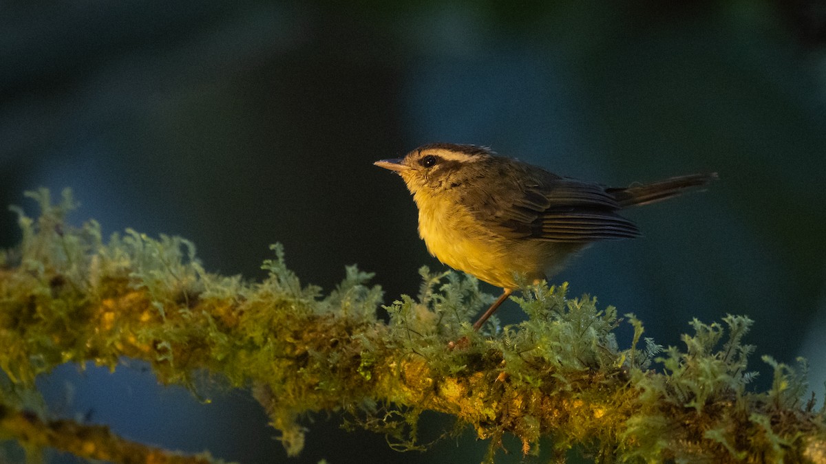 Three-striped Warbler - Mathurin Malby