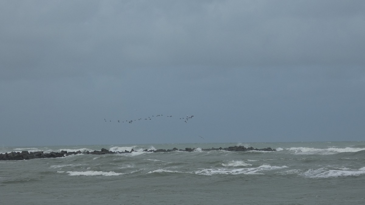 Black Scoter - ML611231582