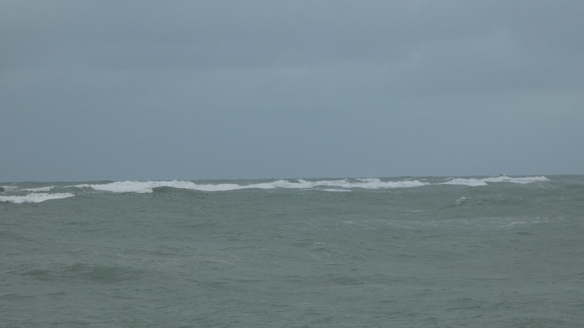 Black Scoter - ML611231588