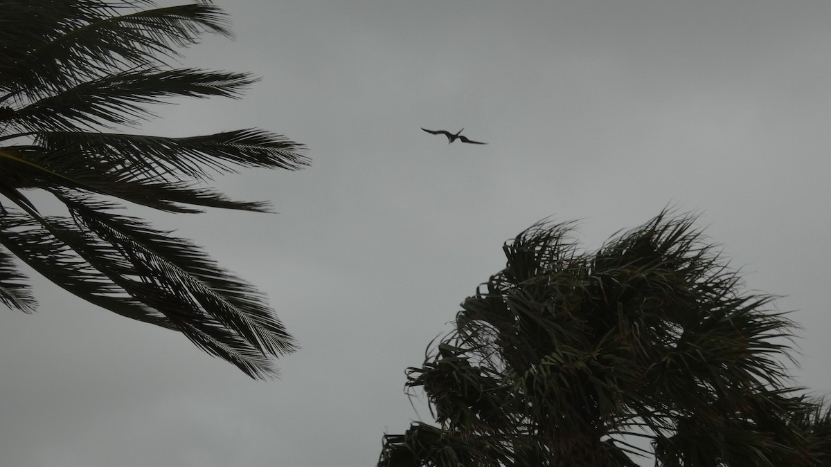 Magnificent Frigatebird - ML611231594