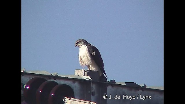 Rotrückenbussard (polyosoma) - ML611231612