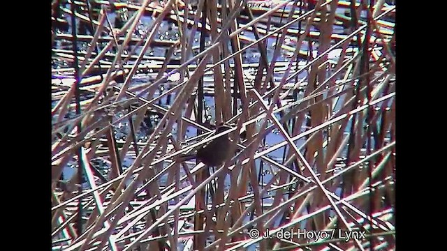 Yellow-winged Blackbird - ML611231676