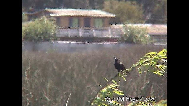 Yellow-winged Blackbird - ML611231677