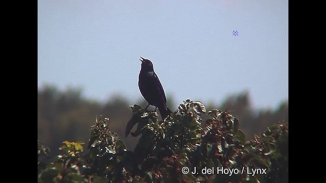 Yellow-winged Blackbird - ML611231678
