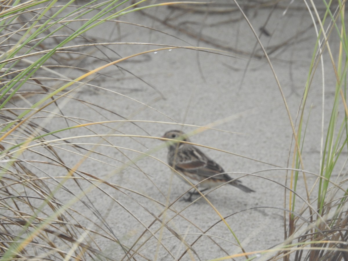 Lapland Longspur - ML611231691