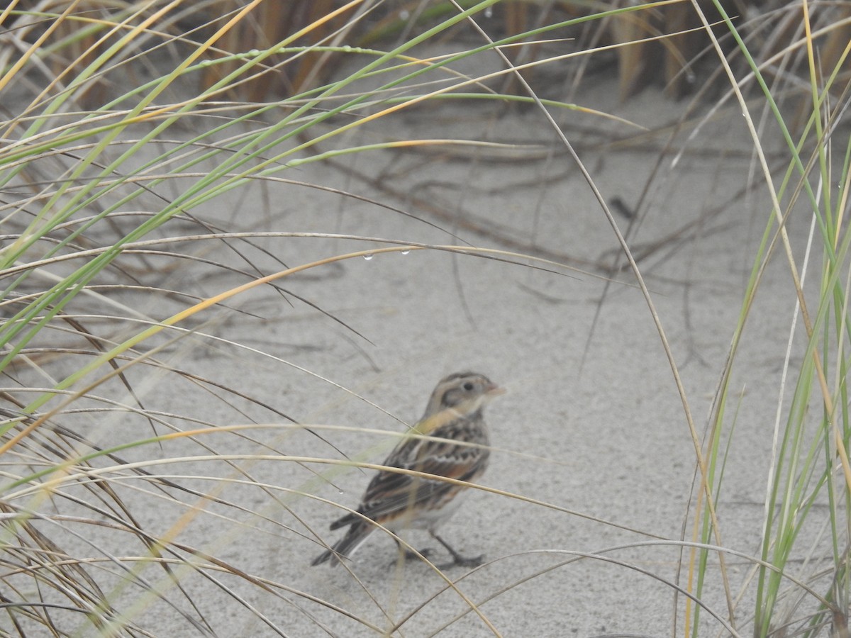 Lapland Longspur - ML611231692