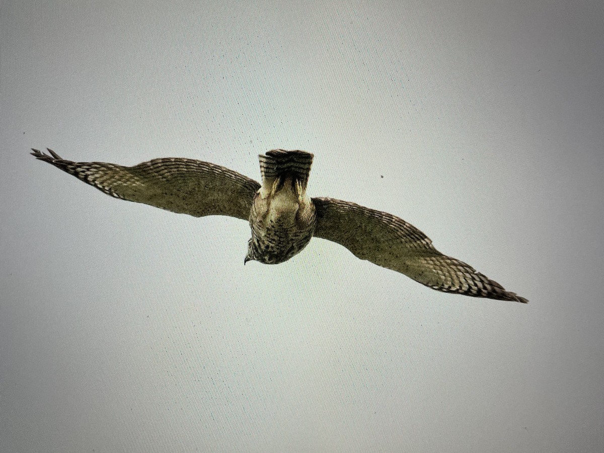 Roadside Hawk - ML611231696