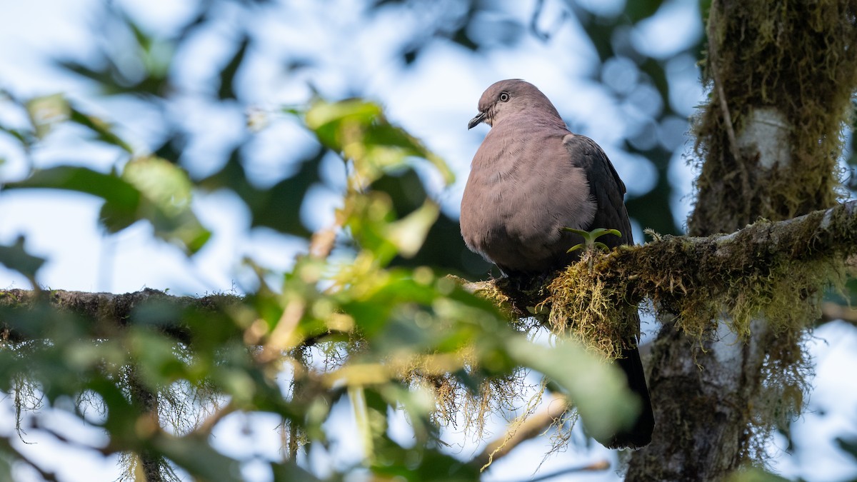 Plumbeous Pigeon - ML611231736