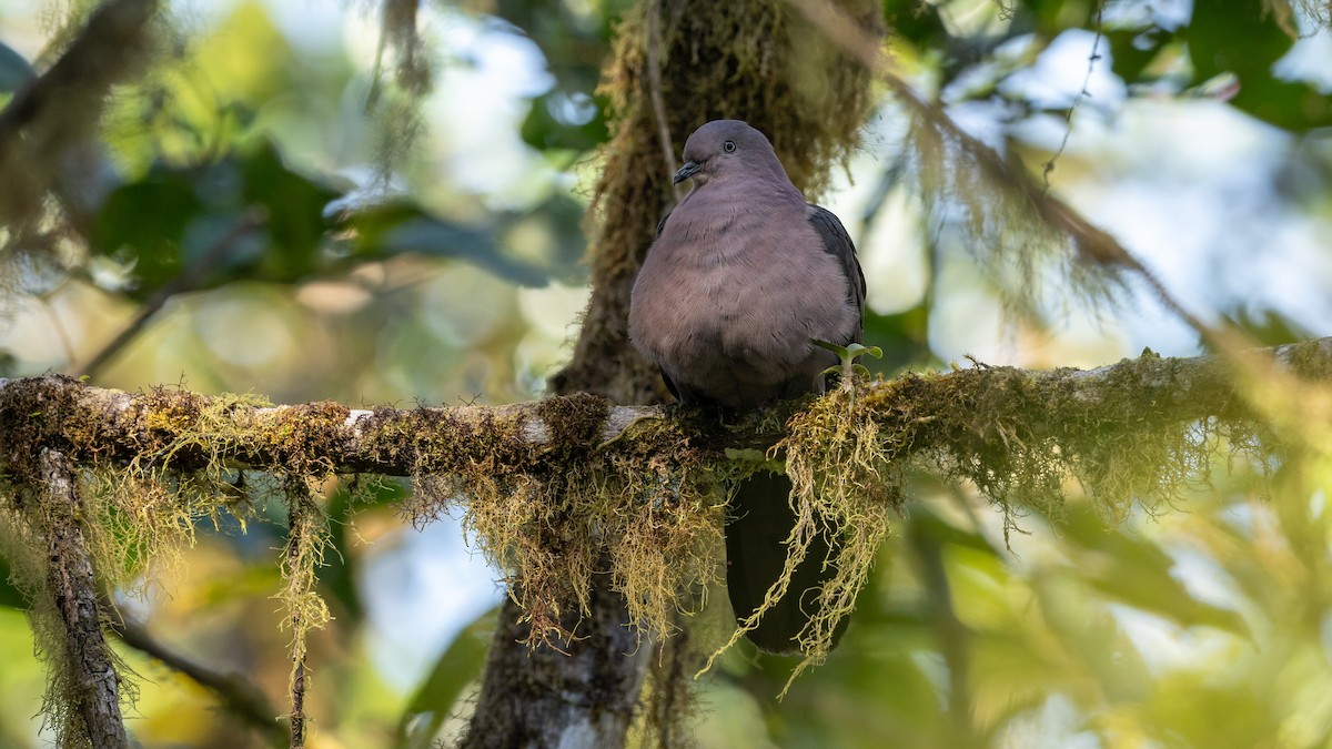 Plumbeous Pigeon - ML611231748