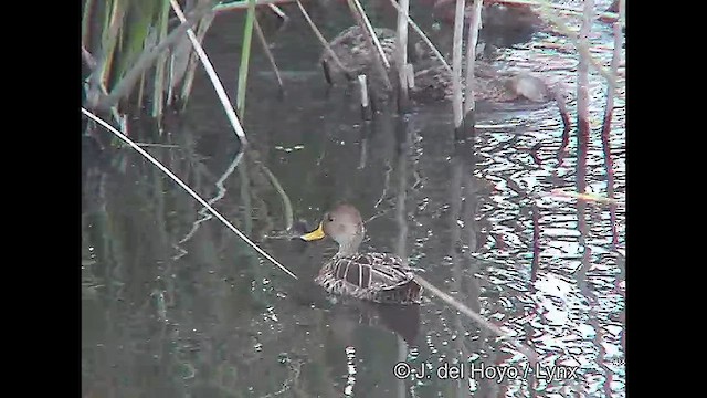 Yellow-billed Pintail (South American) - ML611231772