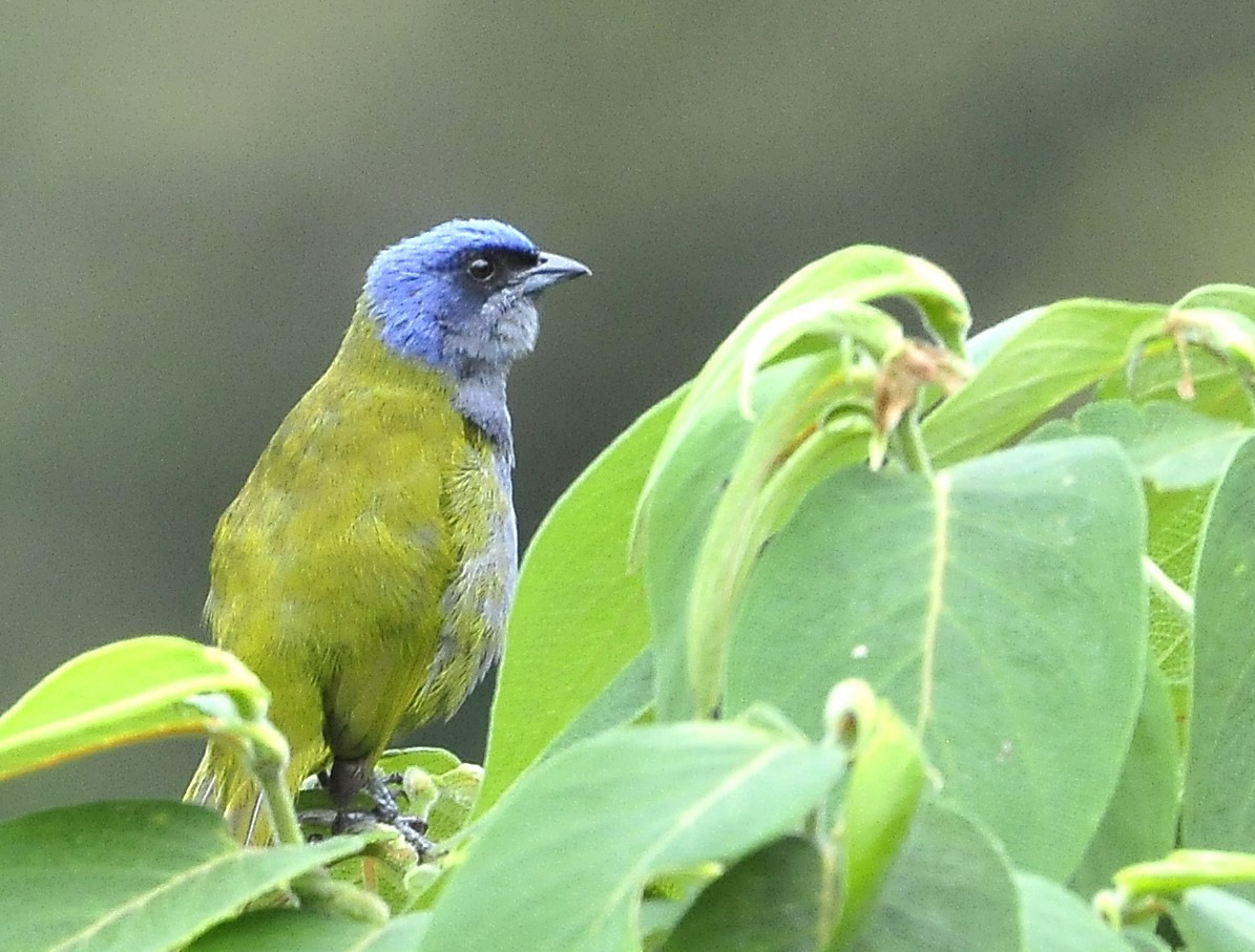 Blue-capped Tanager - ML611231791