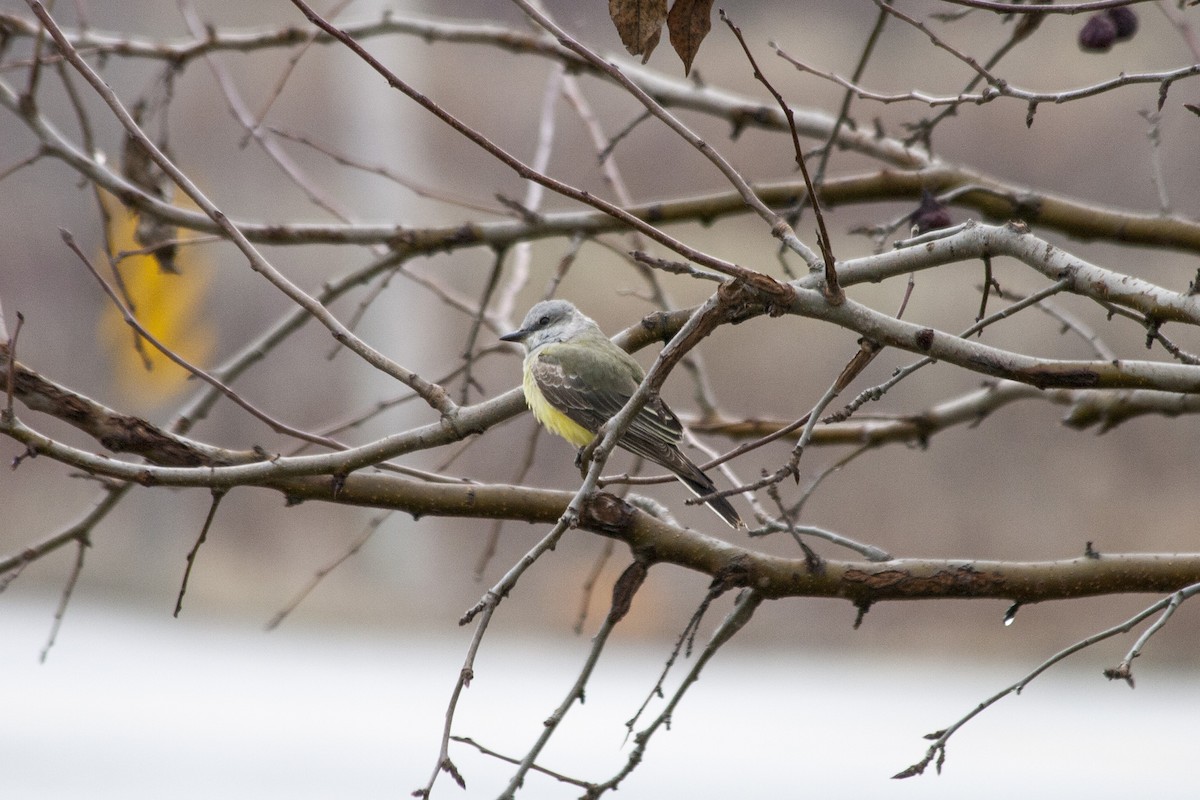 Western Kingbird - ML611231837