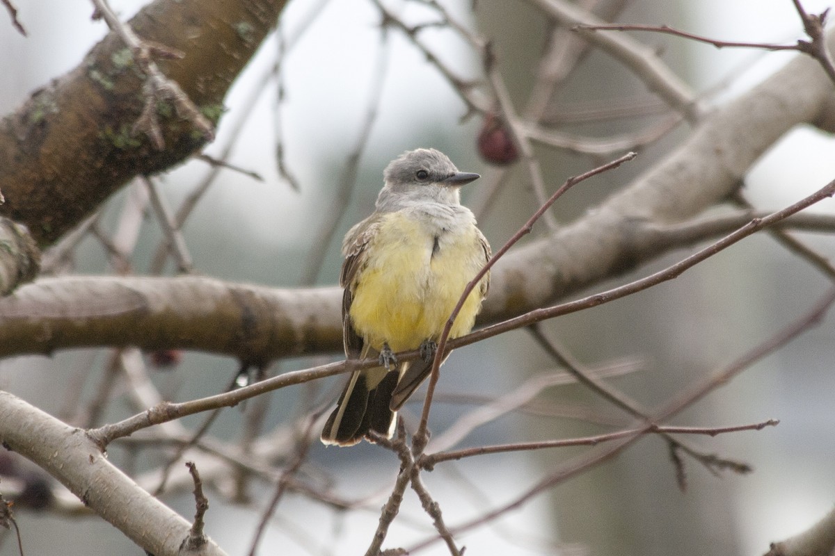 Western Kingbird - ML611231838