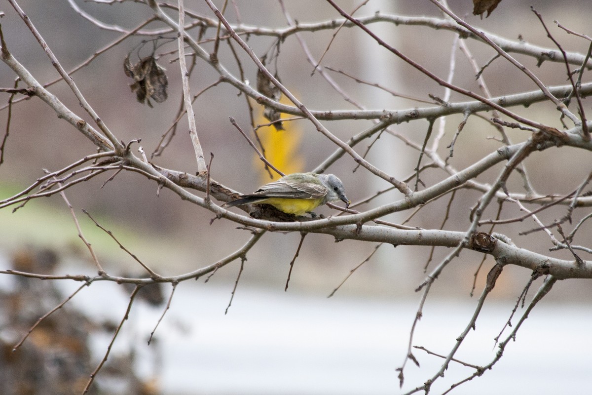 Western Kingbird - ML611231840