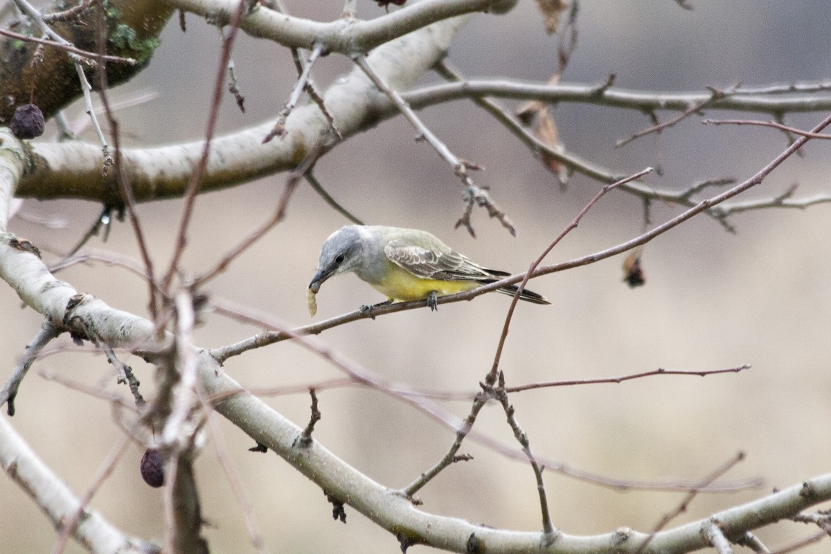 Western Kingbird - Alexandre Nicole