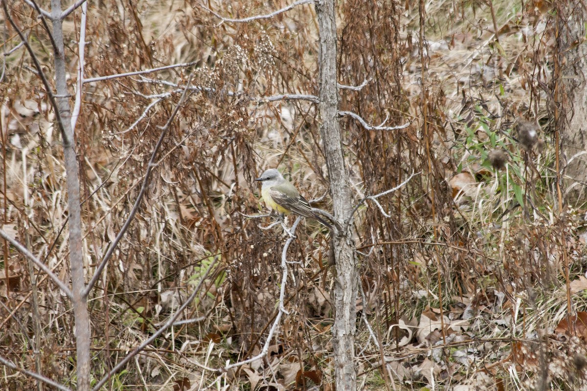 Schmalschnabel-Königstyrann - ML611231842