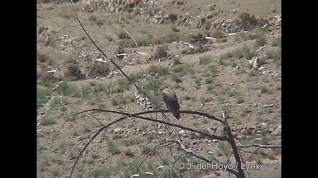 káně proměnlivá (ssp. polyosoma) - ML611231881