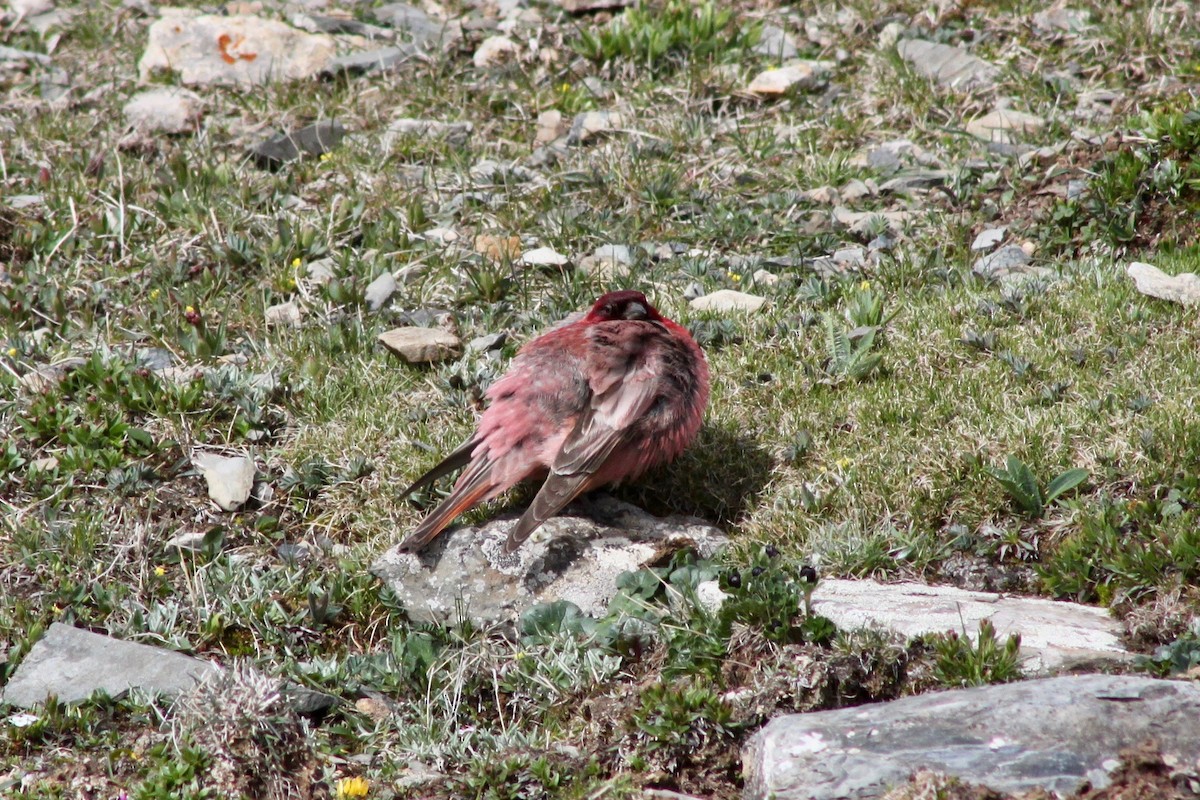 Tibetan Rosefinch - Martin Hosier