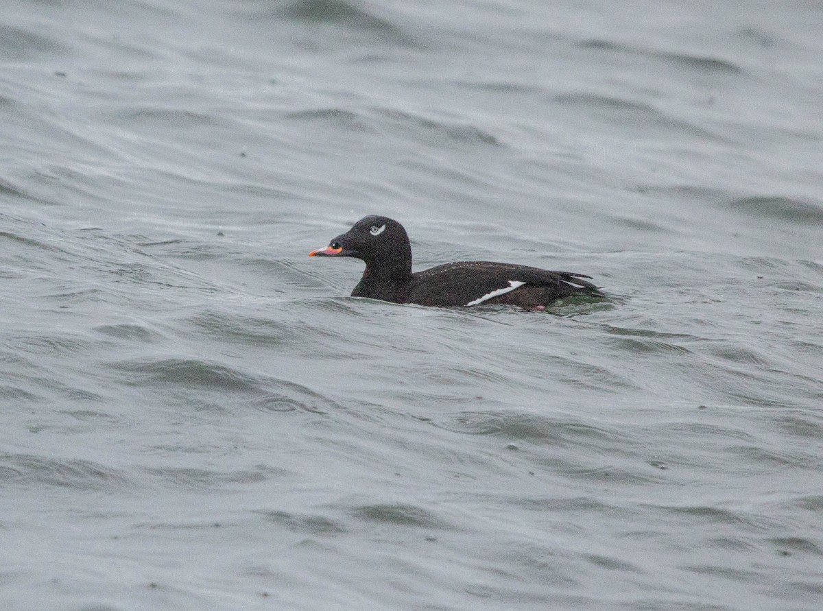 White-winged Scoter - ML611231887