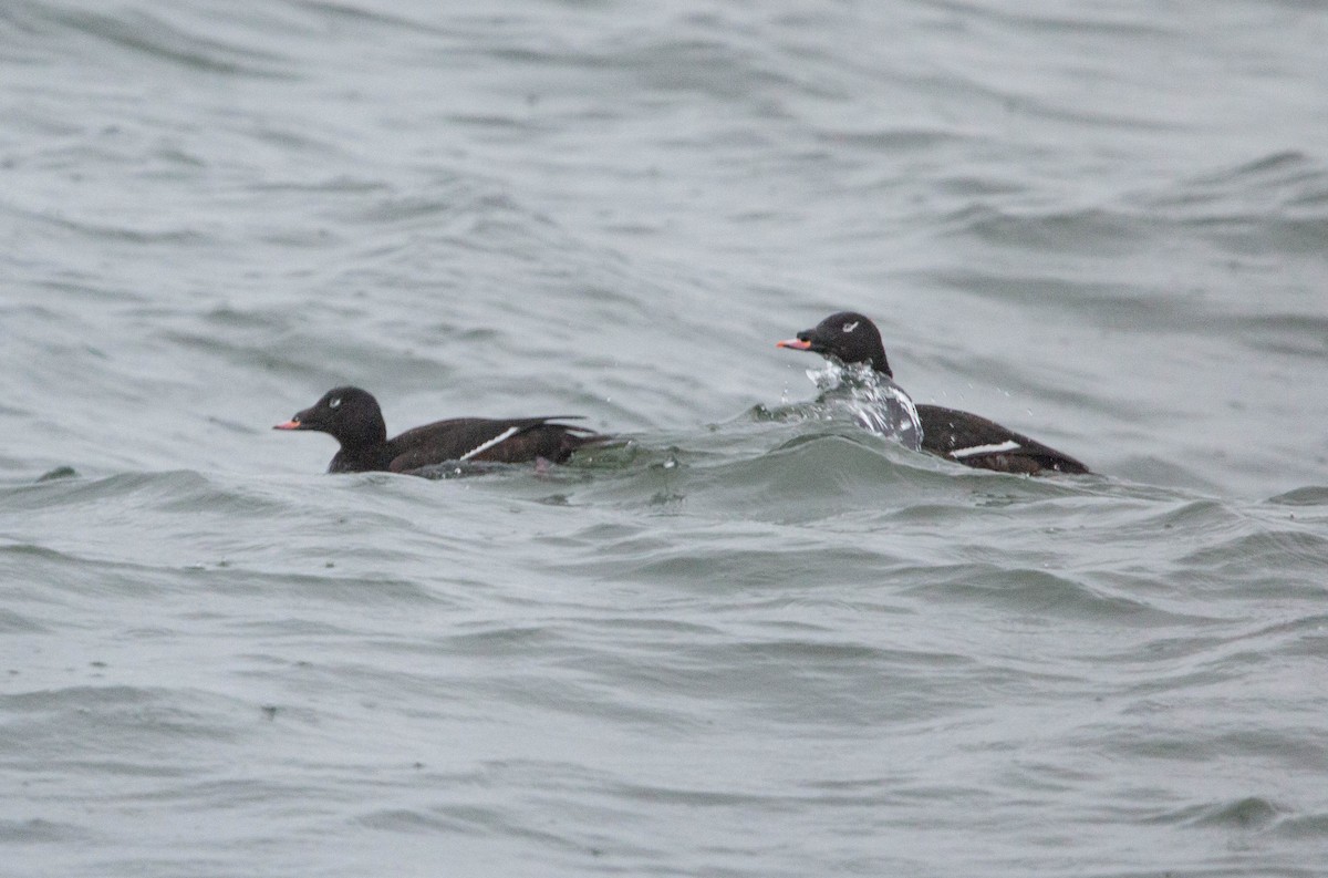 White-winged Scoter - ML611231888