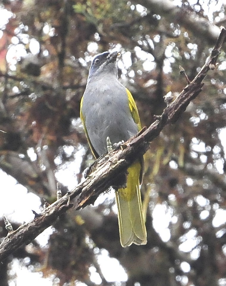 Blue-capped Tanager - ML611232019