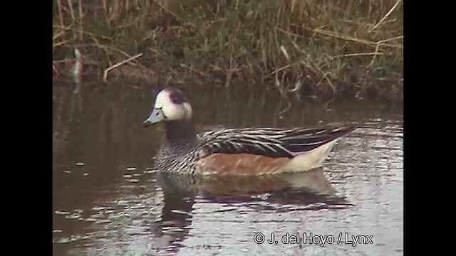 Chiloe Wigeon - ML611232022