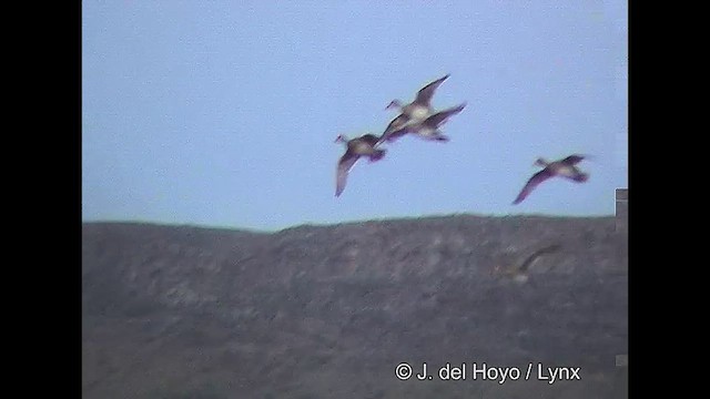 Yellow-billed Pintail (South American) - ML611232040