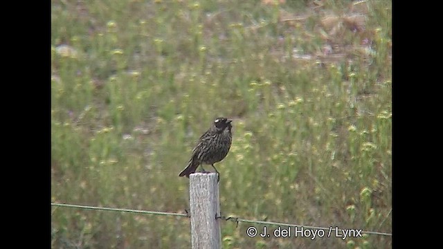 Yellow-winged Blackbird - ML611232066