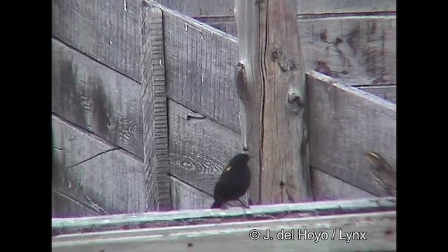 Yellow-winged Blackbird - ML611232068