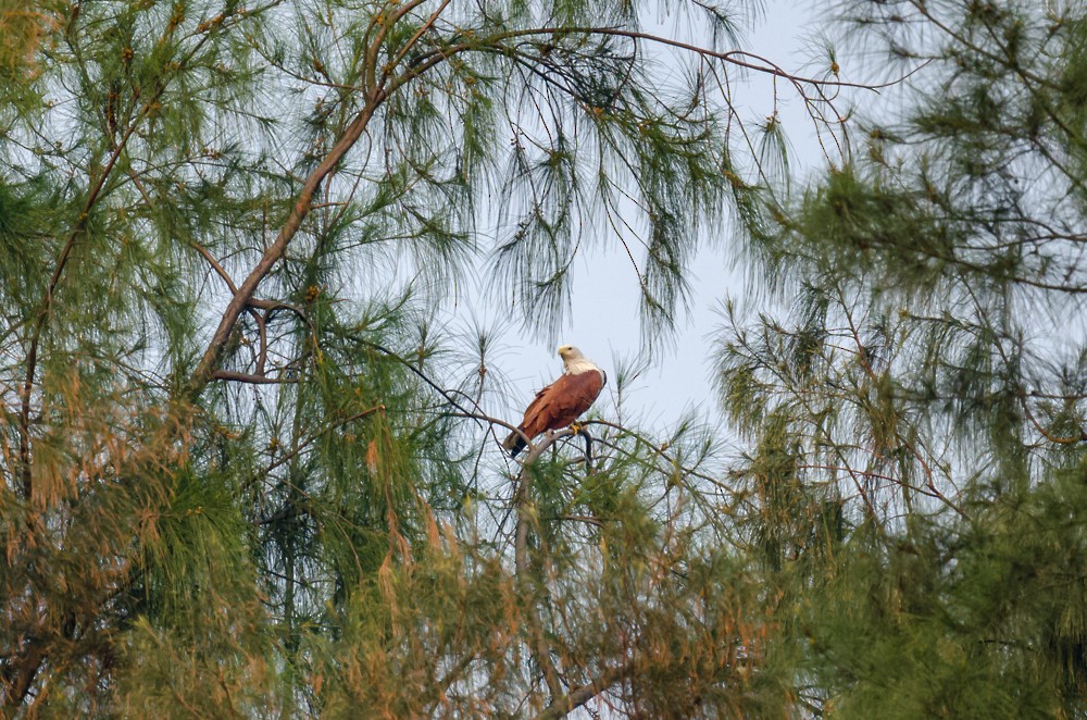 Brahminy Kite - ML611232099