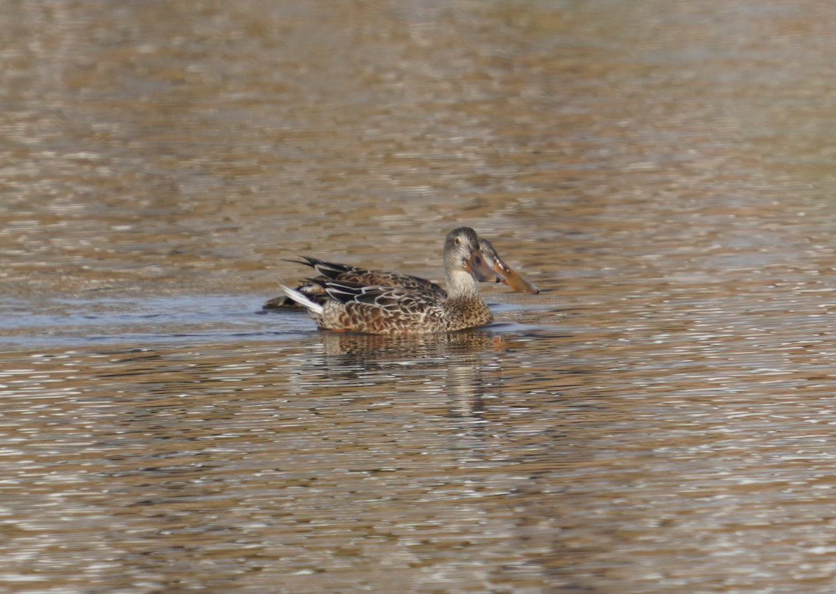 Northern Shoveler - ML611232105