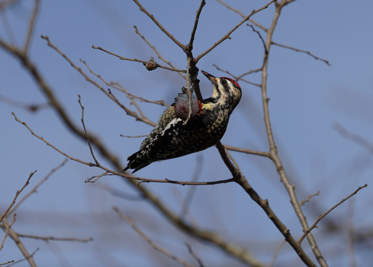 Yellow-bellied Sapsucker - ML611232124
