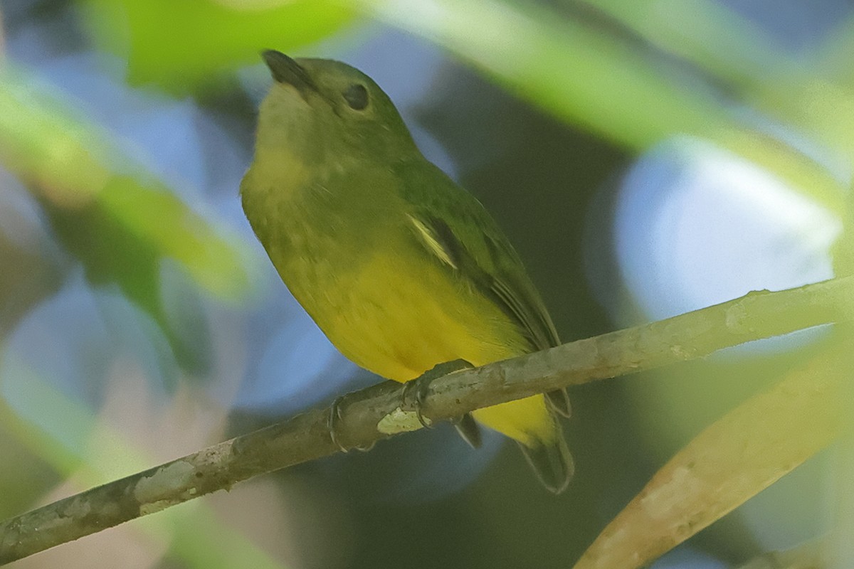 Manakin à ventre orange - ML611232129