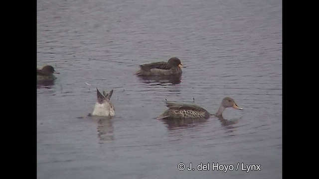 Yellow-billed Pintail (South American) - ML611232132