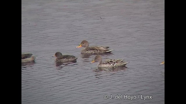 Yellow-billed Pintail (South American) - ML611232133