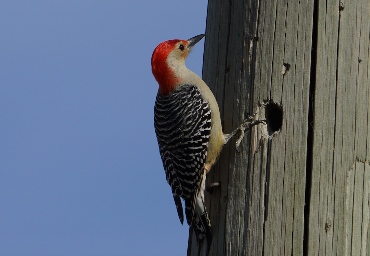 Red-bellied Woodpecker - ML611232136