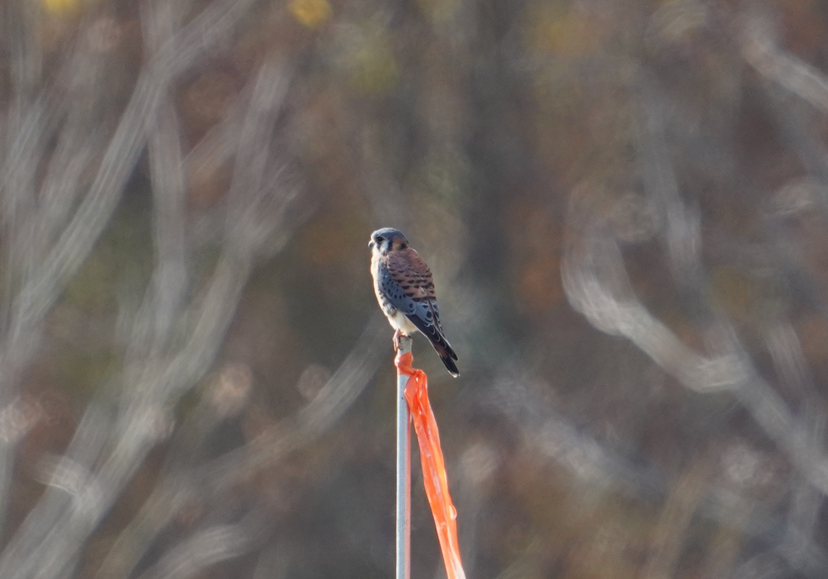 American Kestrel - ML611232139