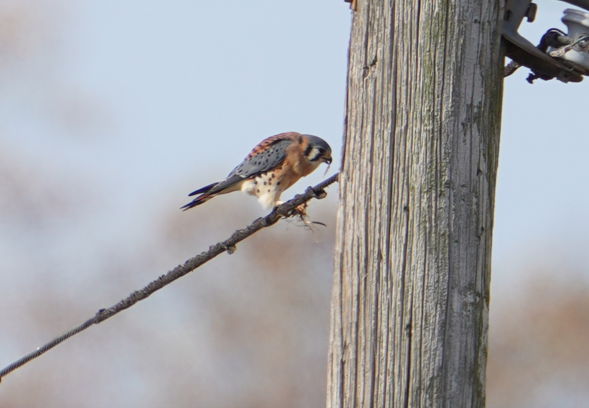 American Kestrel - ML611232141