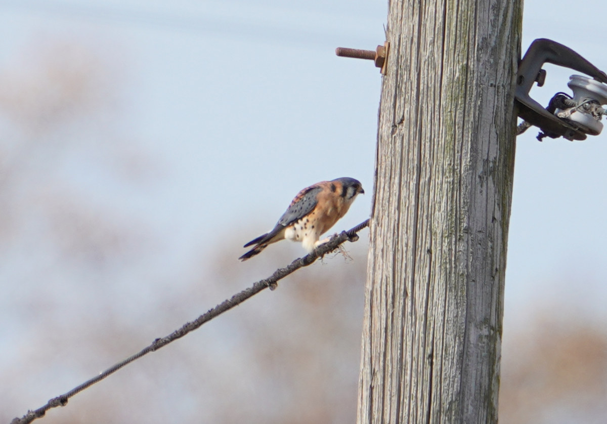 American Kestrel - ML611232147