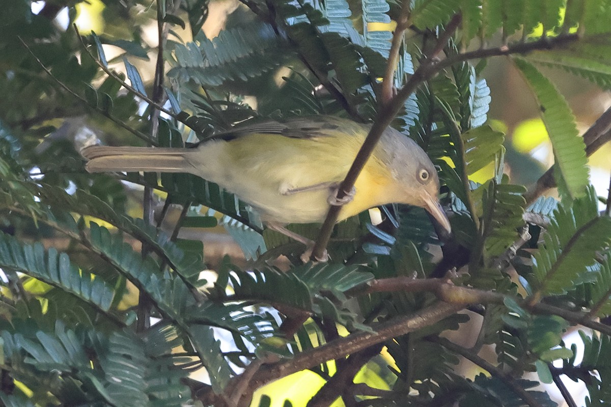 Tepuivireo - ML611232148