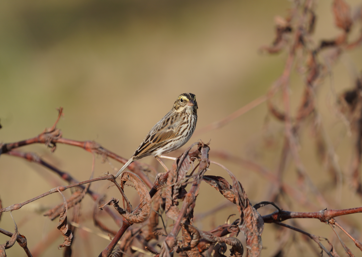 Savannah Sparrow - ML611232151
