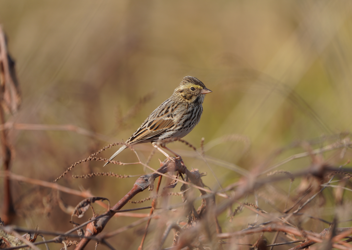 Savannah Sparrow - ML611232155