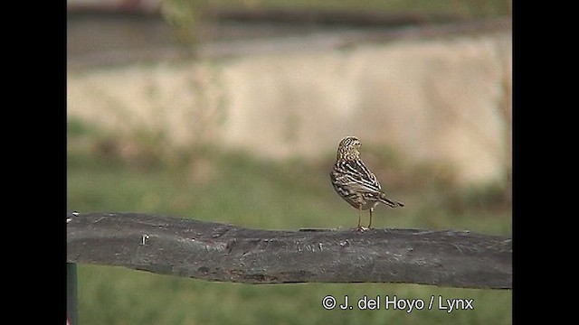 Correndera Pipit (Correndera) - ML611232160