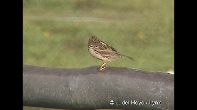 Correndera Pipit (Correndera) - ML611232161