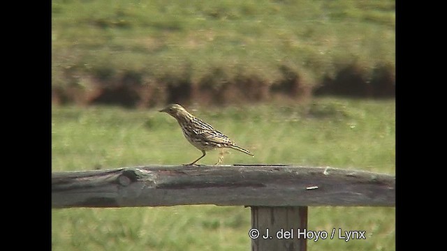 Correndera Pipit (Correndera) - ML611232163