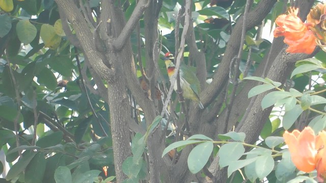 Coppersmith Barbet - ML611232174