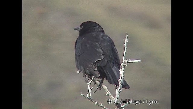 Austral Blackbird - ML611232188