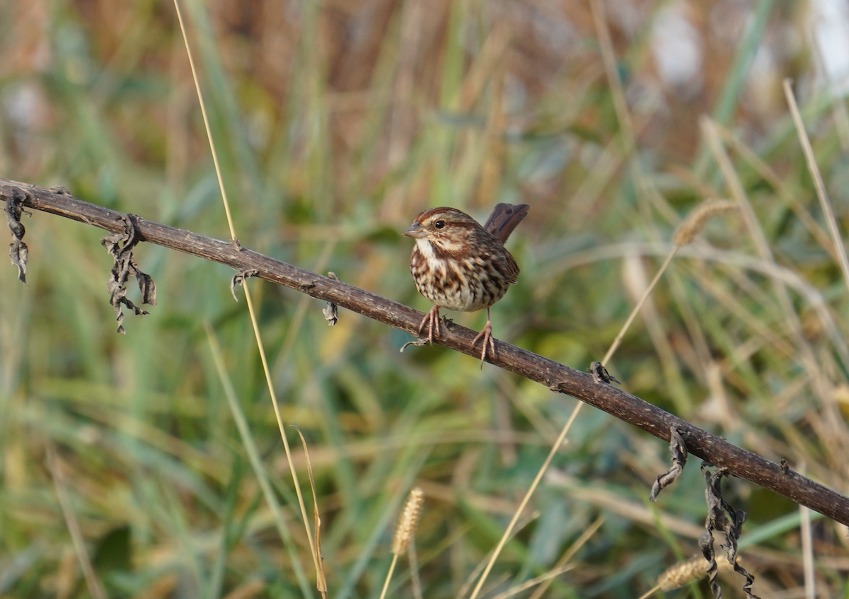 Song Sparrow - ML611232211