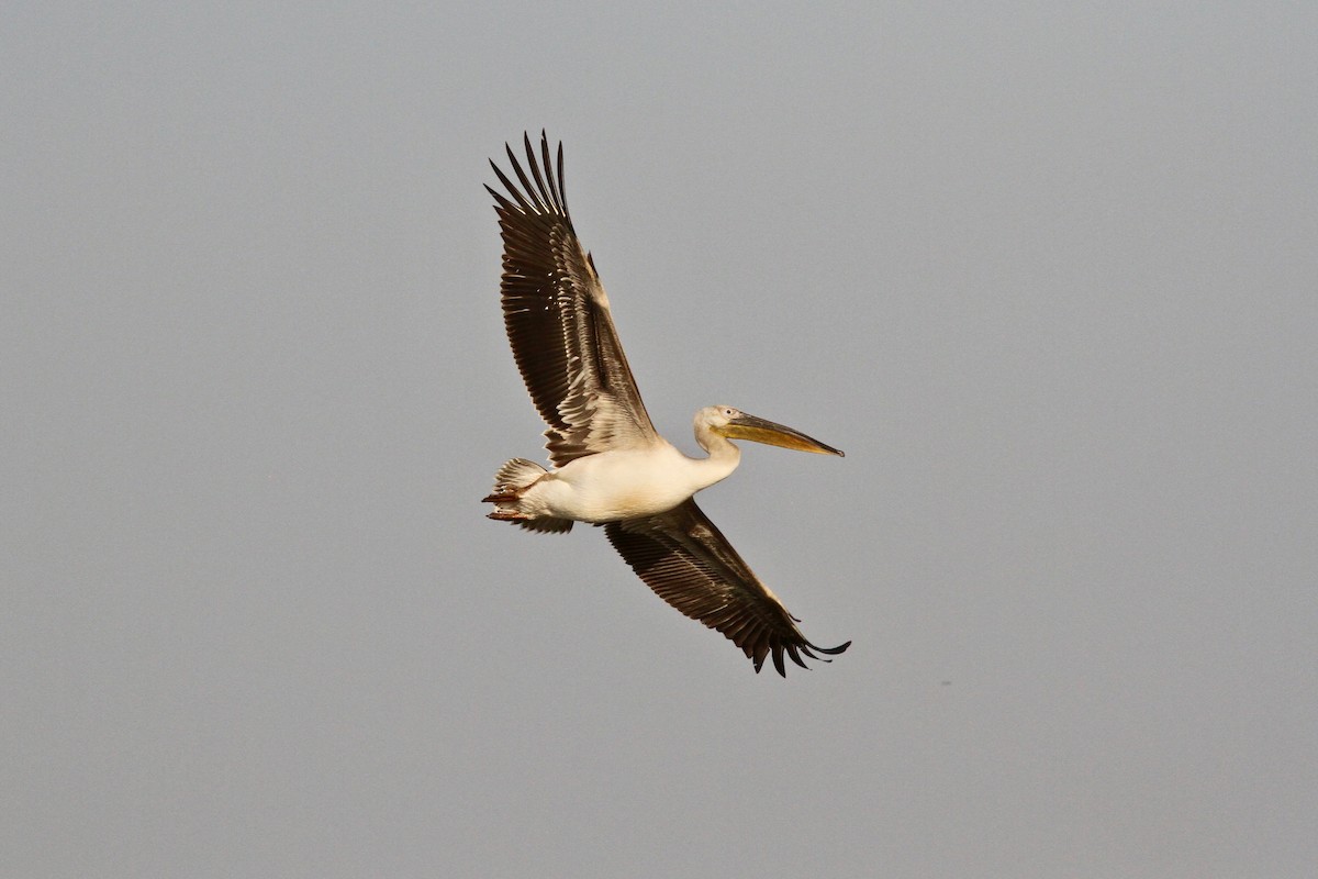 Great White Pelican - ML611232247