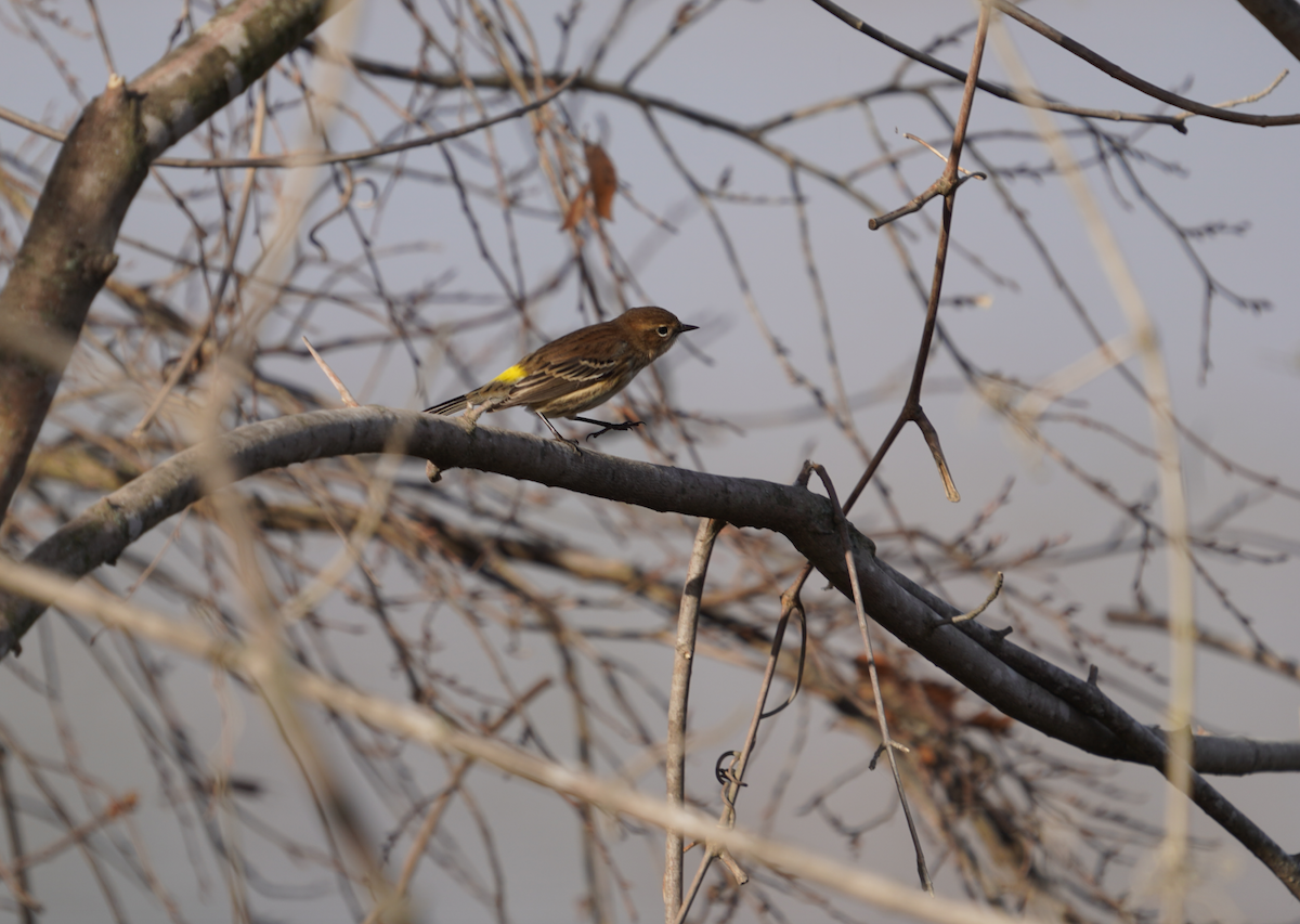 Yellow-rumped Warbler - ML611232257